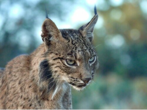 Paraplusoorten zoals de lynx