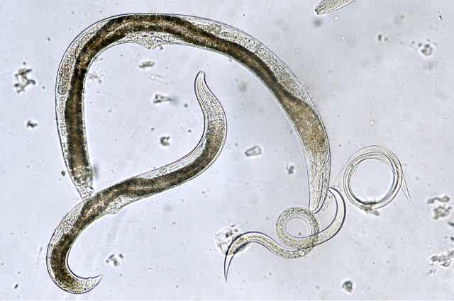 Parende nematoden