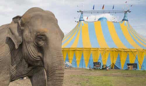 Een olifant voor een circustent