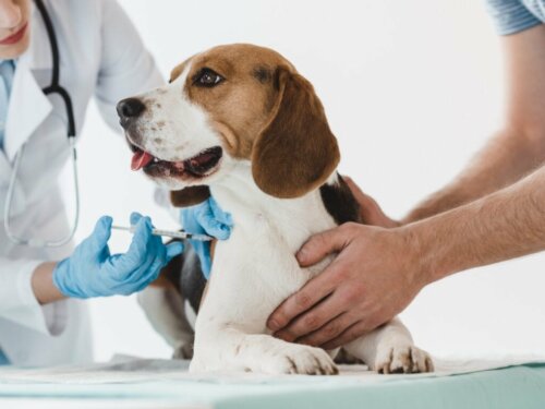 Catosal voor honden en katten: dosering en bijwerkingen