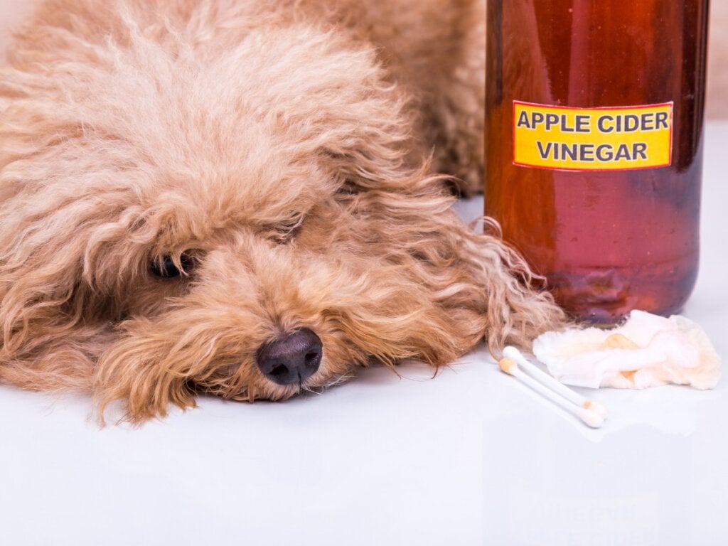 Appelazijn voor honden: gebruik en voordelen