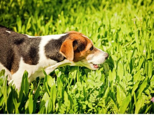 Waarom geeft mijn hond groen braaksel op?