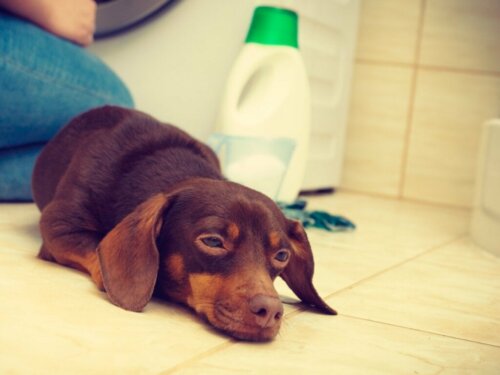 Mijn hond heeft bleekmiddel gedronken: wat moet ik doen?