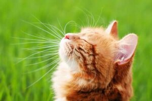 Hoe versterk je het immuunsysteem van een kat?