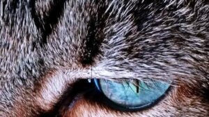 Waarom verandert de vacht van een kat van kleur?