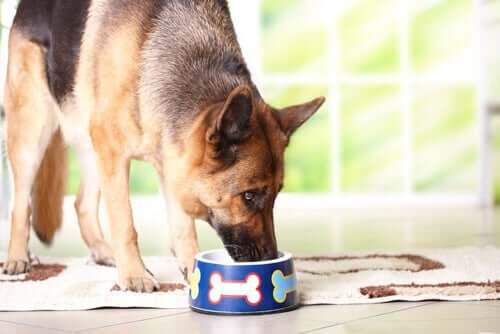 FEDIAF presenteert nieuwe voedingsrichtlijnen voor honden en katten