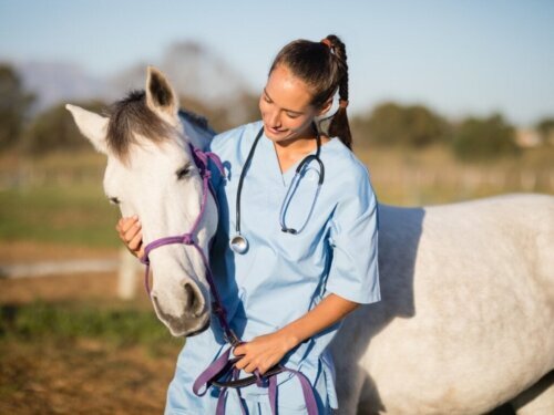 Wat is paardeninfluenza eigenlijk?