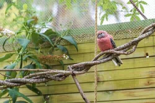Een parkiet in een volière