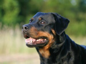 Verschillen tussen een Amerikaanse en Duitse rottweiler