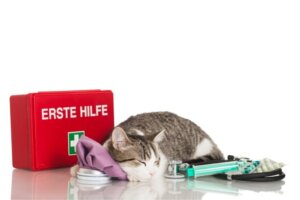 Eerste hulp bij katten: alles wat je moet weten