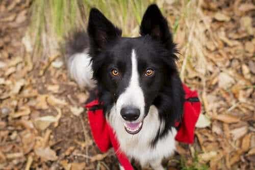 Een bordercollie met een hondenrugzak