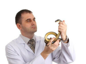 Overwegingen voordat je een reptiel als huisdier neemt