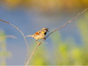 Leven er dieren in de Dode Zee?