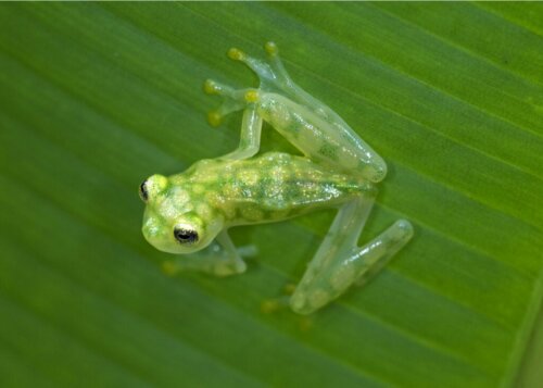Wat zijn indicatorsoorten? soorten en voorbeelden