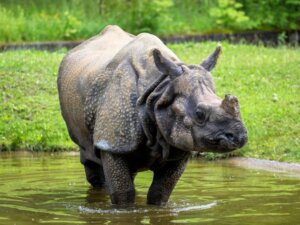 Indische neushoorn: habitat en kenmerken
