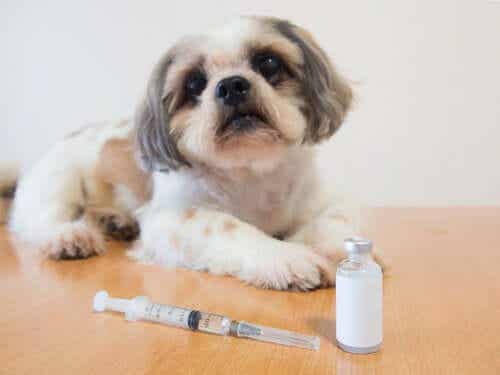 Een kleine hond naast een injectiespuit
