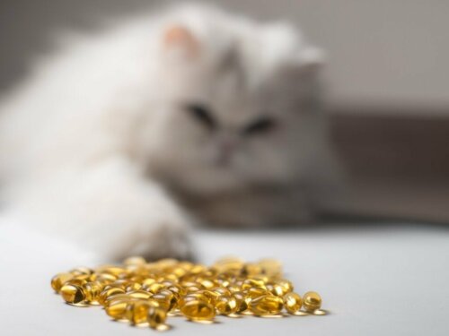 14 voordelen van visolie voor katten