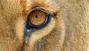 De 6 zoogdieren met de meest ontwikkelde zintuigen