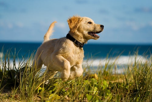 Hondengeheimen: 10 geheimen die je hond vertelt over zijn gezondheid