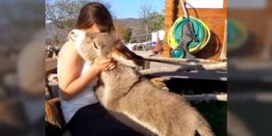 Pasgeboren ezel die denkt dat hij een hond is!