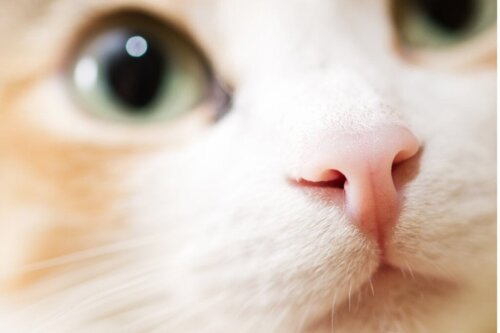12 geuren die katten haten