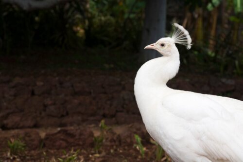 13 van de mooiste dieren ter wereld
