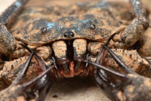 Zweepspinnen: hoe bestrijden ze ongedierte?