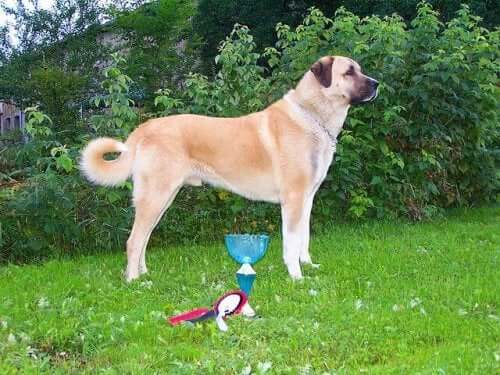 De Anatolische herdershond uit Midden-Turkije