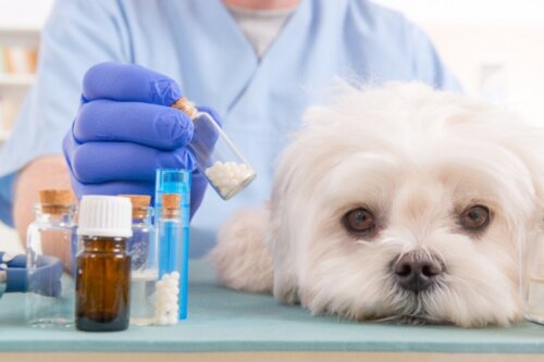 Apoquel voor honden: gebruik en voordelen