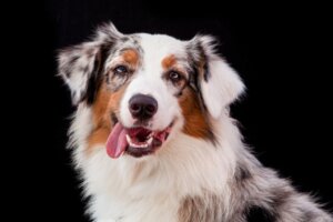 Verschillen tussen de bordercollie en de Australische herder
