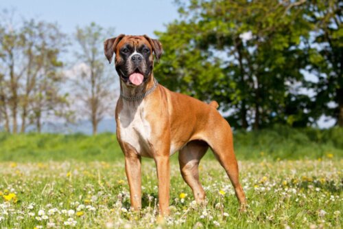 Hoe kun je goed voor je boxer zorgen?