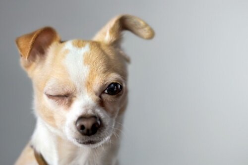 Alles wat je moet weten over de kleuren van de vacht van een chihuahua