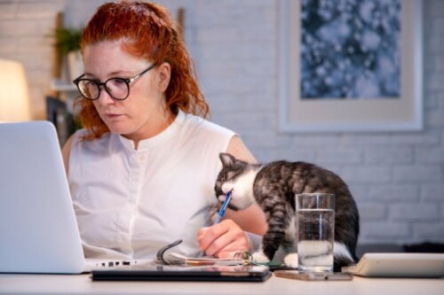 Mijn kat eet plastic of stof: wat kan ik doen?
