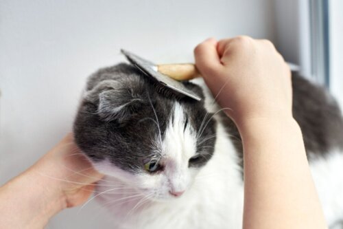 Haaruitval bij katten: hoe kan ik het voorkomen?