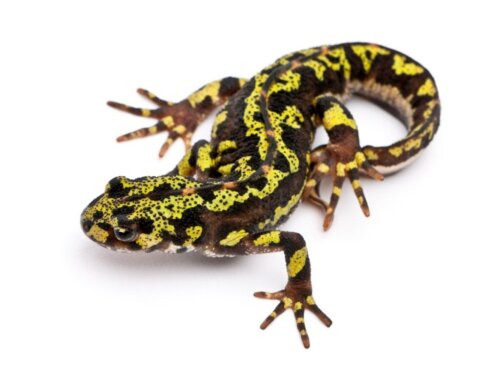 De marmersalamander: habitat en kenmerken