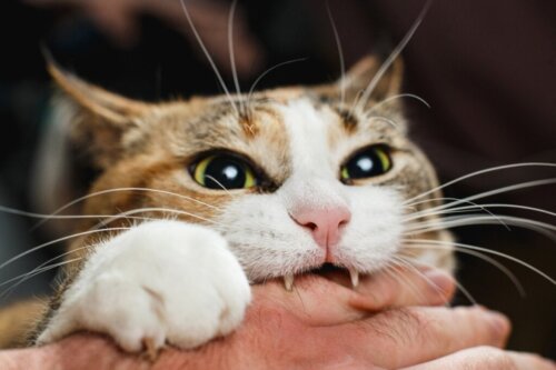 4 tips om te voorkomen dat je kat je bijt