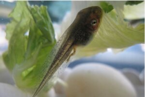 Wat eten kikkervisjes eigenlijk?