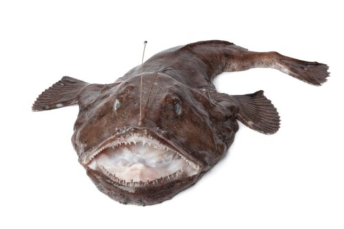 Diepzeevissen zijn ongelooflijke zeedieren