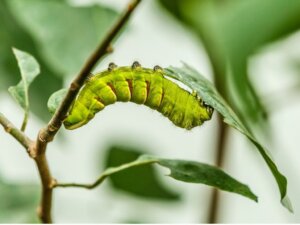 Hoe zit dat: zijn rupsen wormen?
