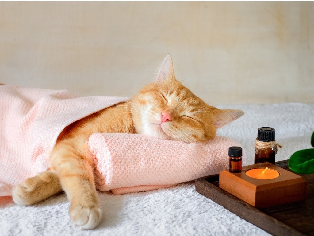 Valeriaan voor katten: effecten en dosering