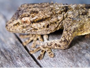 Hoe zit dat: zijn gekko's giftig?