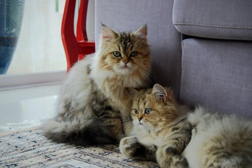 Hoe zit dat: bestaan tweelingkatten?