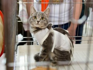 Het verzorgen van een gesteriliseerde kat