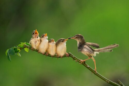 Pasgeboren vogels voeren: alles wat je moet weten