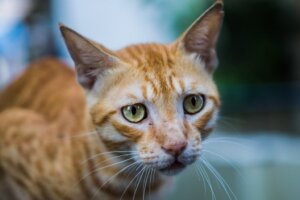 Anorexie bij katten: alles wat je moet weten