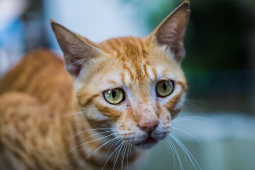 Anorexie bij katten: alles wat je moet weten