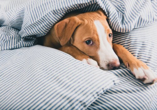 16 ziekteverschijnselen bij honden
