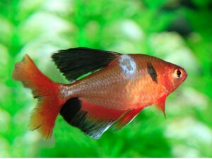 Schimmels bij vissen: soorten, symptomen en behandelingen