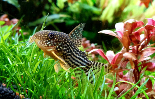 4 ideale bodemvoeders voor je aquarium