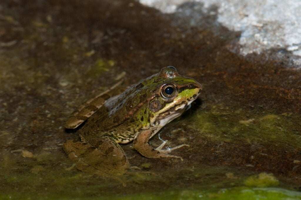 De Iberische meerkikker: habitat en kenmerken